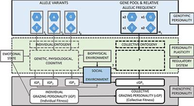 On the Search for Grazing Personalities: From Individual to Collective Behaviors